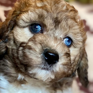 Cockapoo Puppy Kenny