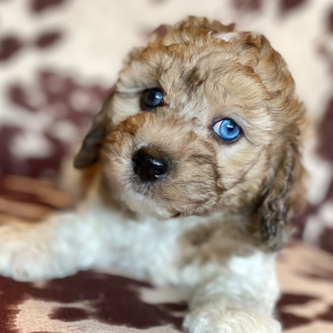 Cockapoo Puppy Kenny