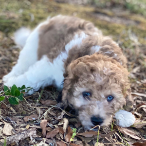 Cockapoo Puppy Kenny