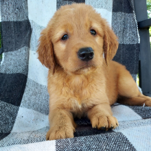 Golden Retriever Puppy Axel