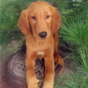 Golden Retriever Puppy Axel