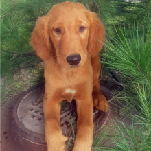 Golden Retriever Puppy Axel