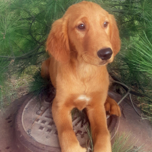 Golden Retriever Puppy Axel