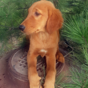 Golden Retriever Puppy Axel