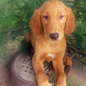 Golden Retriever Puppy Axel