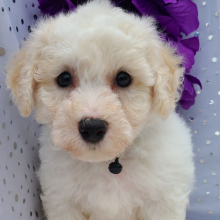 Bichon Frise Puppy Sully