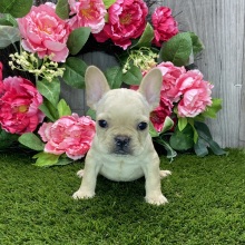 French Bulldog Puppy Louis