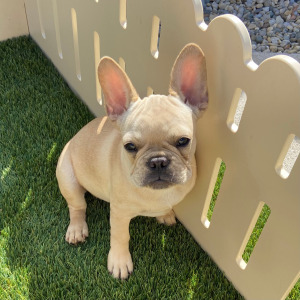 French Bulldog Puppy Louis