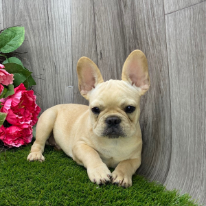 French Bulldog Puppy Louis