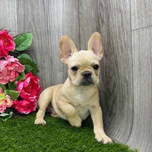 French Bulldog Puppy Louis