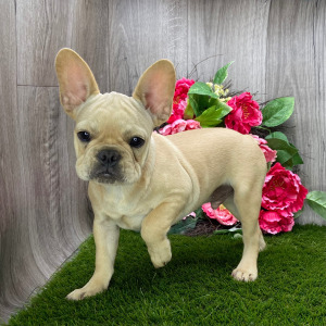 French Bulldog Puppy Louis