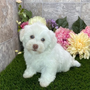 Havanese Puppy Bella