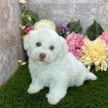 Havanese Puppy Bella