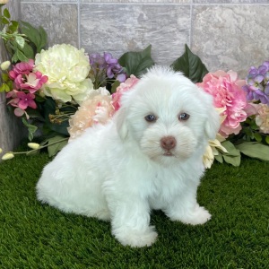Havanese Puppy Bella