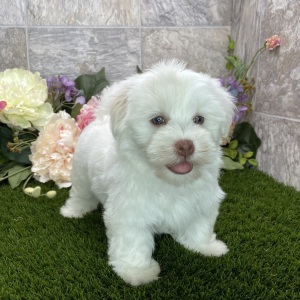 Havanese Puppy Bella