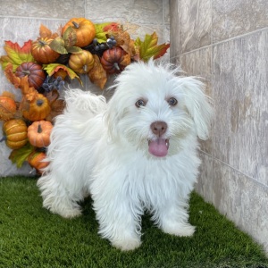 Havanese Puppy Bella