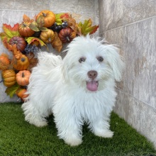 Havanese Puppy Bella