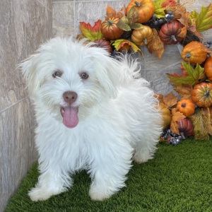 Havanese Puppy Bella