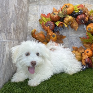 Havanese Puppy Bella