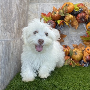 Havanese Puppy Bella