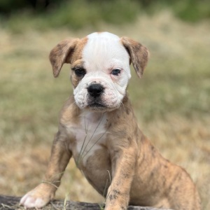 Olde English Bulldogge Puppy Betty B