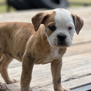 Olde English Bulldogge Puppy Betty B