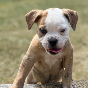 Olde English Bulldogge Puppy Betty B