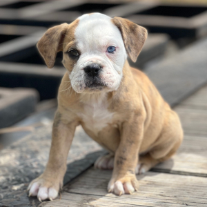 Olde English Bulldogge Puppy Betty B