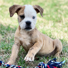 Olde English Bulldogge Puppy Betty B