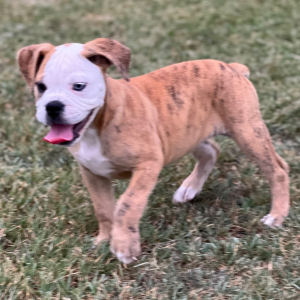 Olde English Bulldogge Puppy Betty B