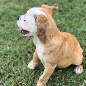 Olde English Bulldogge Puppy Betty B