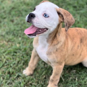 Olde English Bulldogge Puppy Betty B