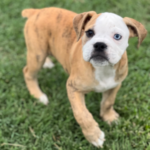 Olde English Bulldogge Puppy Betty B