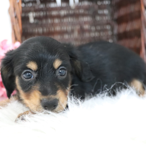 Dachshund Puppy Maria