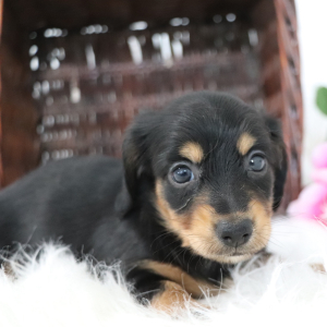 Dachshund Puppy Maria