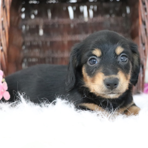 Dachshund Puppy Maria