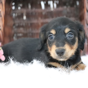 Dachshund Puppy Maria