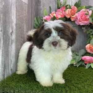 Havanese Puppy Buddy