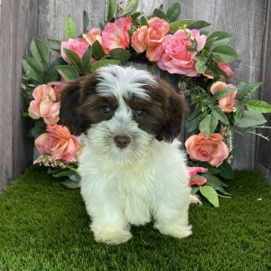 Havanese Puppy Buddy