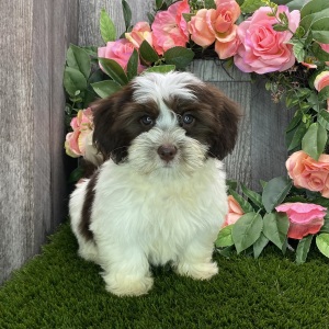 Havanese Puppy Buddy