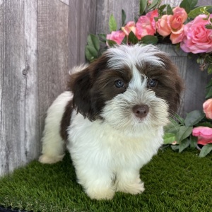 Havanese Puppy Buddy