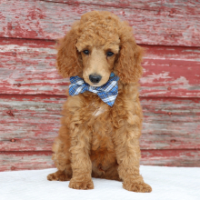 Poodle Puppy Patrick