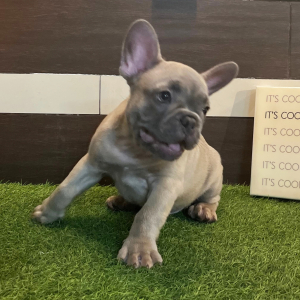 French Bulldog Puppy Willy