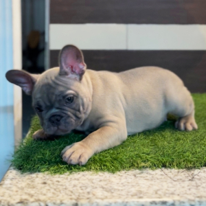 French Bulldog Puppy Willy