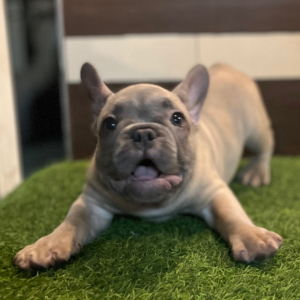 French Bulldog Puppy Willy