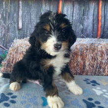 Bernedoodle Puppy Ricky