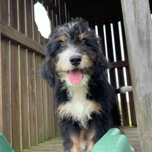 Bernedoodle Puppy Ricky