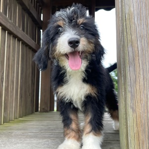 Bernedoodle Puppy Ricky