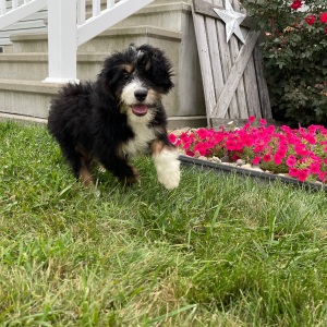Bernedoodle Puppy Ricky