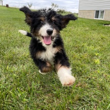 Bernedoodle Puppy Ricky